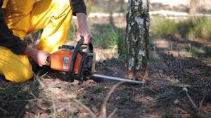 Best Tree Health Inspection  in Palacios, TX